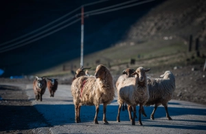 Kurban Farz mıdır? Vacip midir?